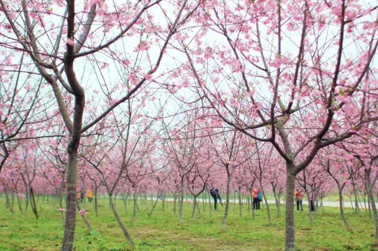 天適櫻花悠樂園