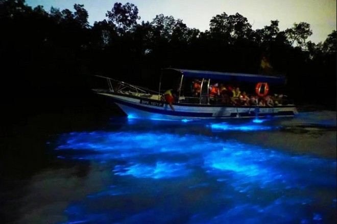 海洋奇觀藍眼淚