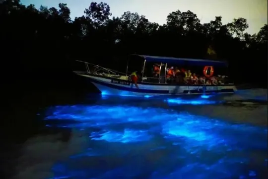 海洋奇觀藍眼淚