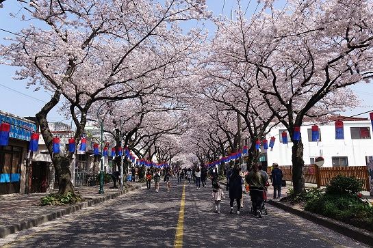 2017濟州吉野櫻花節祝祭