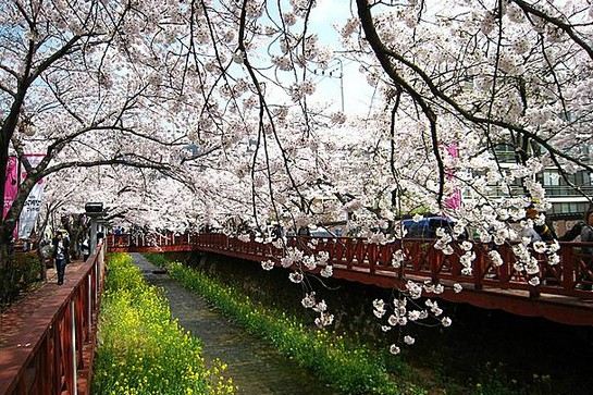 余左川橋(賞櫻花)