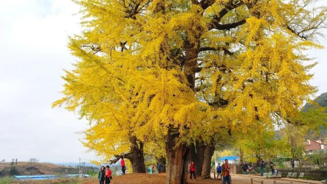 西江千年銀杏村