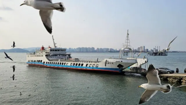 月尾島海鷗船體驗