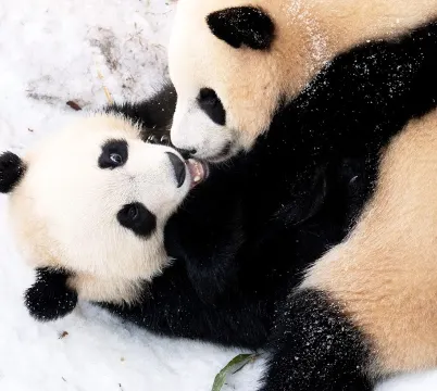 愛寶樂園Everland