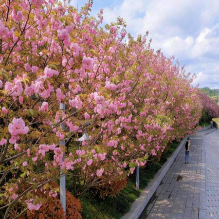 張家界、鳳凰古城、春季賞櫻🌸5天純玩高鐵團  張家界(天門山國家森林公園+天子山+袁家界、無人機航拍、寶峰湖遊船、金鞭溪、空中田園)、《魅力湖西》表演、鳳凰古城、澧水河岸賞櫻、土家足浴