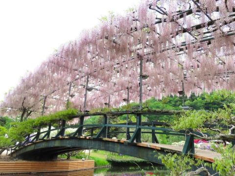 足利花卉公園~紫藤花