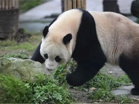都江堰熊貓樂園