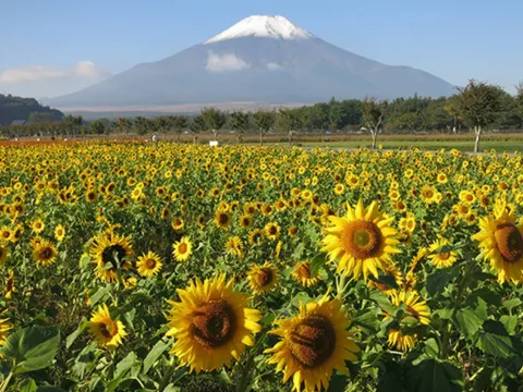 山中湖花之都公園~清流之里