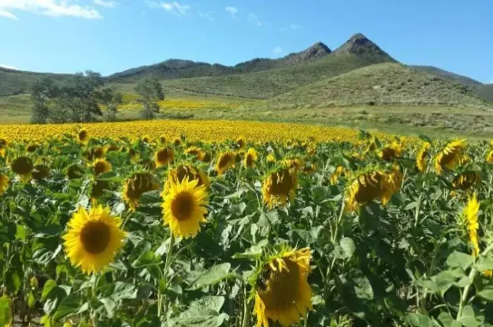 黃崗梁國家森林公園