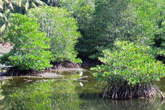 浮羅交怡紅樹林