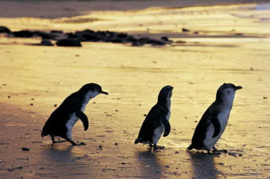菲利普島神仙企鵝