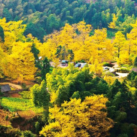 《尋夢瀟湘．心泊永州》永州兩大絕美秋色「藍山谷風景區(賞湘江大峽谷．千畝楓林)+桐子坳(賞千畝銀杏林．百年老樹) 」【"蟹"逅金秋~任吃鮮蒸現煮秋冬大閘蟹盛宴】連州湖南美景純玩4天團