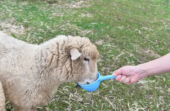 大關嶺天空牧場
