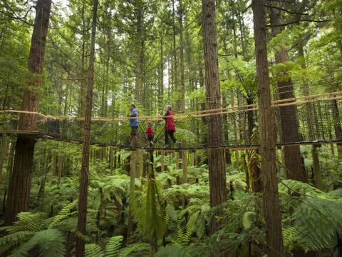 紅木樹林空中健步行