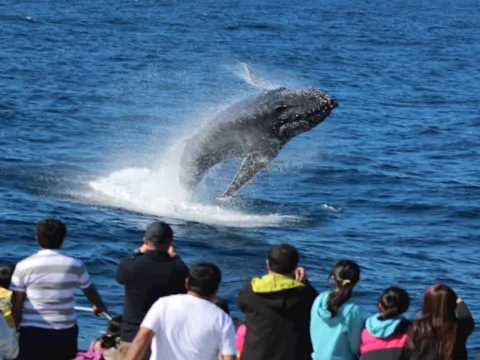 海豚島天閣露馬度假村 觀鯨 