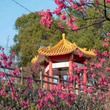 《2026新春限定》台北+桃園 牧場賞櫻5天豪華團【保證】入住5星級酒店 新春出發：2月17年初一、18年初二、19日年初三    *再減$160 憑指定中銀咭推廣碼 《BOC160A2》