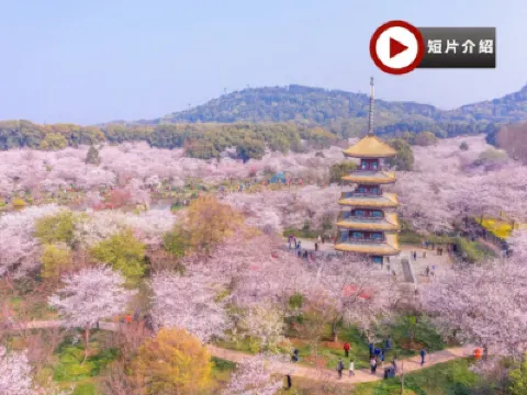 🌸花見湖北🌸武漢、木蘭清涼寨5天高鐵團 東湖櫻花園(白天入園+點燈賞夜櫻)、清涼寨中華櫻花、蔡甸萬畝油菜花田、花博匯繽紛鬱金香、櫻花溪公園、龜山公園櫻花棧道、西北湖廣場賞櫻、櫻花樹下悠閒下午茶 🌸花見湖北🌸武漢、木蘭清涼寨5天高鐵團 東湖櫻花園(白天入園+點燈賞夜櫻)、清涼寨中華櫻花、蔡甸萬畝油菜花田、花博匯繽紛鬱金香、櫻花溪公園、龜山公園櫻花棧道、西北湖廣場賞櫻、櫻花樹下悠閒下午茶