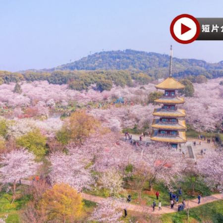 花見湖北‧武漢、木蘭清涼寨5天純玩高鐵團 東湖櫻花園(白天入園+點燈賞夜櫻)、清涼寨中華櫻花、蔡甸萬畝油菜花田、花博匯繽紛鬱金香、櫻花溪公園、龜山公園櫻花棧道、西北湖廣場賞櫻、櫻花樹下悠閒下午茶
