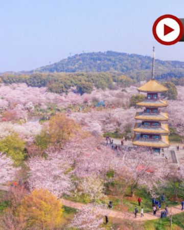 🌸花見湖北🌸武漢、木蘭清涼寨5天高鐵團 東湖櫻花園(白天入園+點燈賞夜櫻)、清涼寨中華櫻花、蔡甸萬畝油菜花田、花博匯繽紛鬱金香、櫻花溪公園、龜山公園櫻花棧道、西北湖廣場賞櫻、櫻花樹下悠閒下午茶