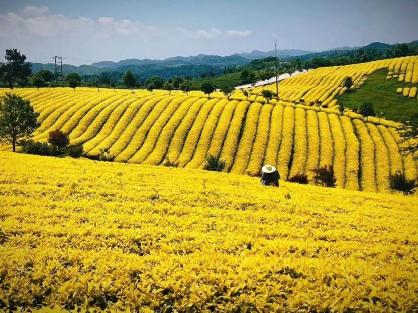 甕安黃金芽茶葉種植基地