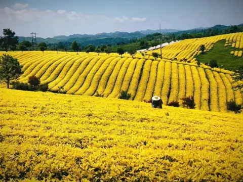 甕安黃金芽茶葉種植基地