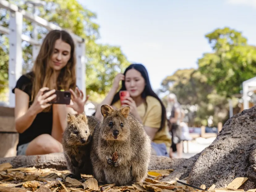 短尾矮袋鼠 “Quokka”