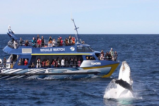 觀鯨之旅