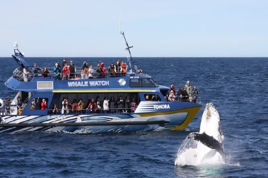 觀鯨之旅