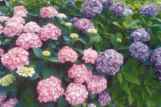 足利花卉公園 紫陽花