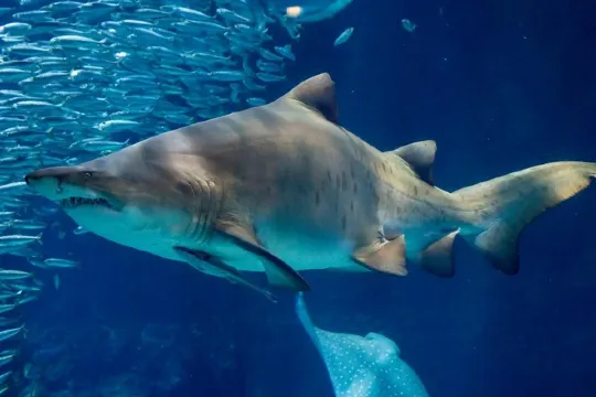 海之中道Marine World