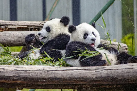 成都大熊貓繁育研究基地