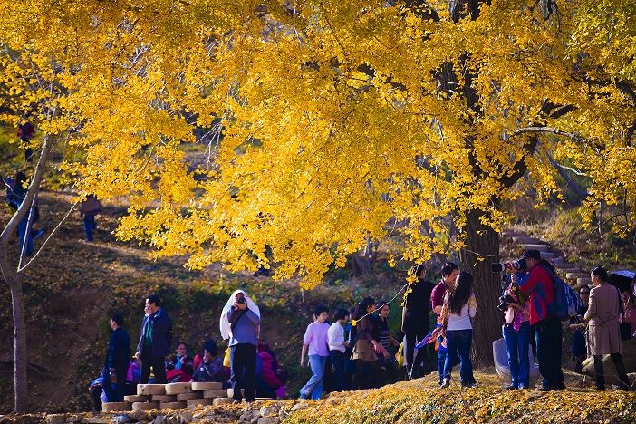 隨州銀杏谷