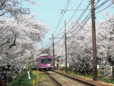 嵐電櫻花列車