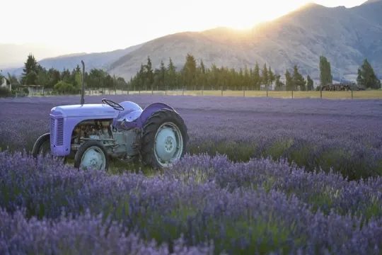 瓦納卡薰衣草農場