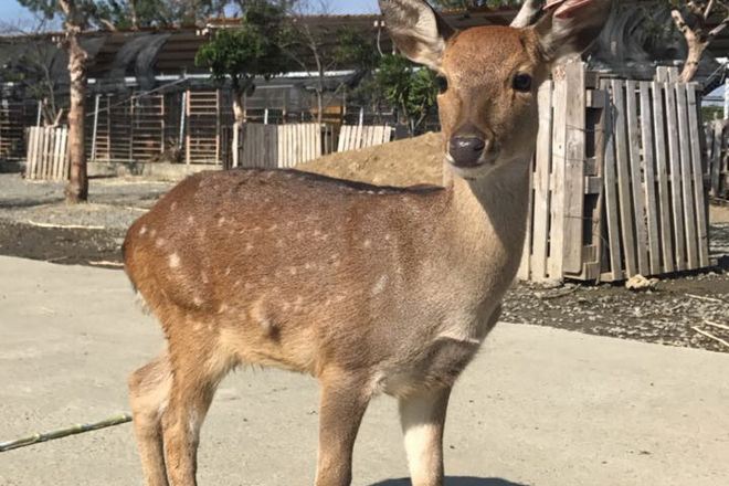 鹿境生態梅花鹿園
