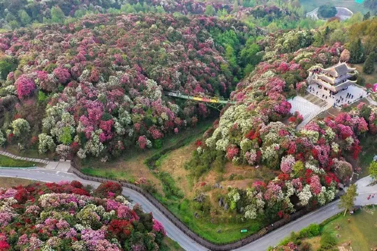 百里杜鵑景區