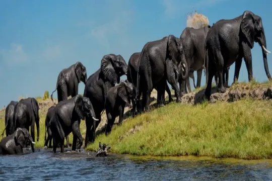 高比野生動物保護區