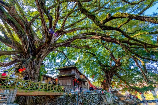 南靖土樓-雲水謠古鎮大榕樹