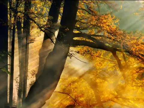 天目山大樹王景區