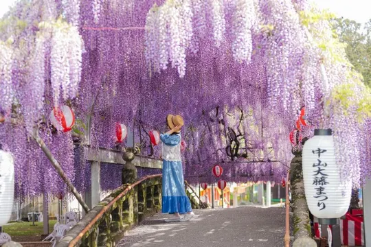 中山大紫藤花祭