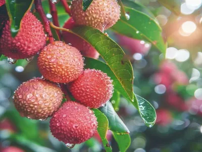 《任摘任食荔枝》【山泉水客家豬肉湯+荔香果木燒雞】暢遊南法風情小鎮「萬象濱海購物村」增城東莞純玩一天團 《任摘任食荔枝》【山泉水客家豬肉湯+荔香果木燒雞】暢遊南法風情小鎮「萬象濱海購物村」增城東莞純玩一天團
