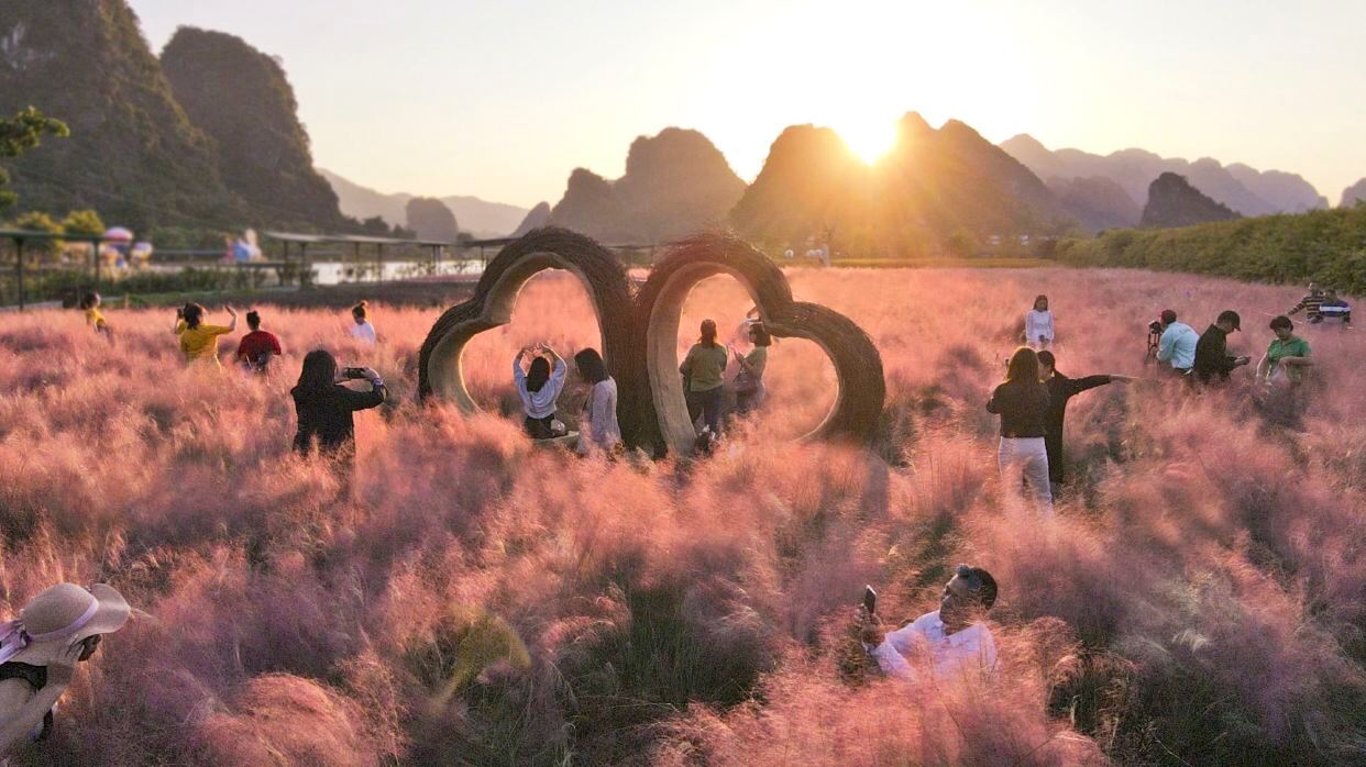 峰林晓镇粉黛花海