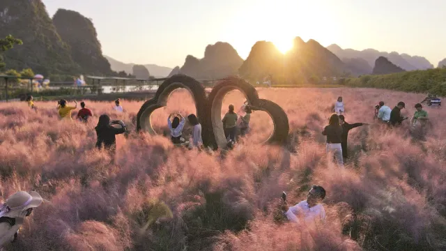 峰林晓镇粉黛花海