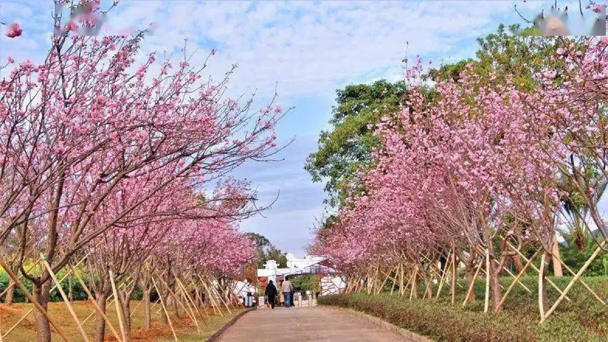 天適櫻花悠樂園