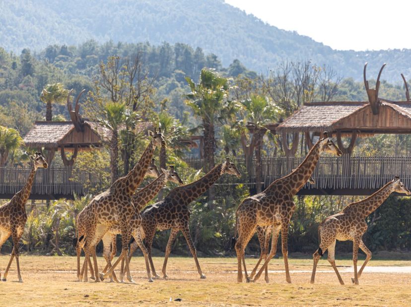 清遠長隆國際旅遊度假區