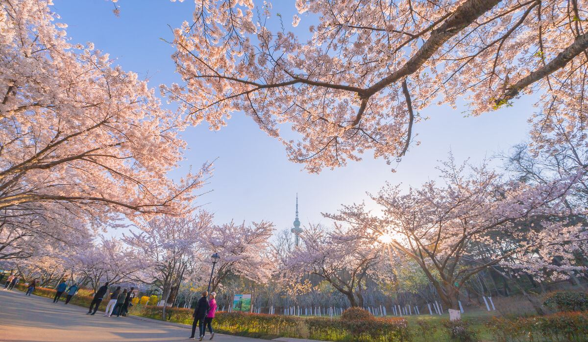 青島中山公園賞櫻花