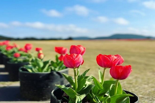 風之山坡Boromwat