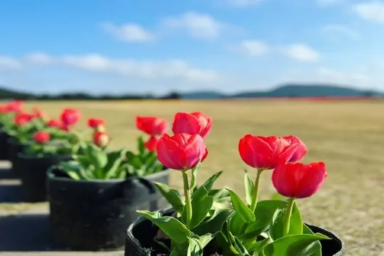 風之山坡Boromwat