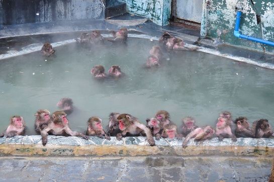 熱帶植物園猴子溫泉浴