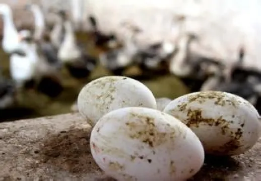 烏鬃鵝鹽焗蛋
